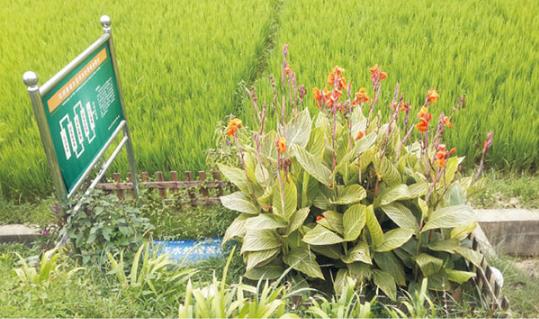 農村污水處理工程成“擺設”是怎么回事？